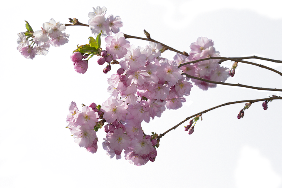 桜の 木 写真詳細 3位