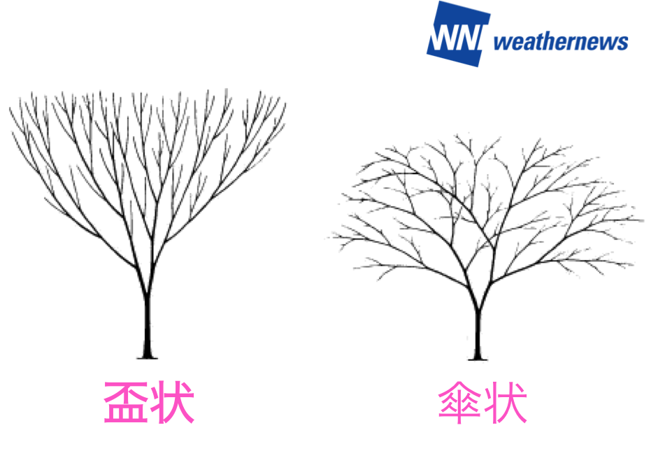 桜の 木 写真詳細 5位