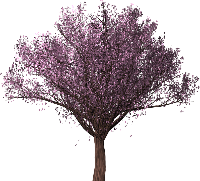 桜の 木 画像 - KibrisPDR