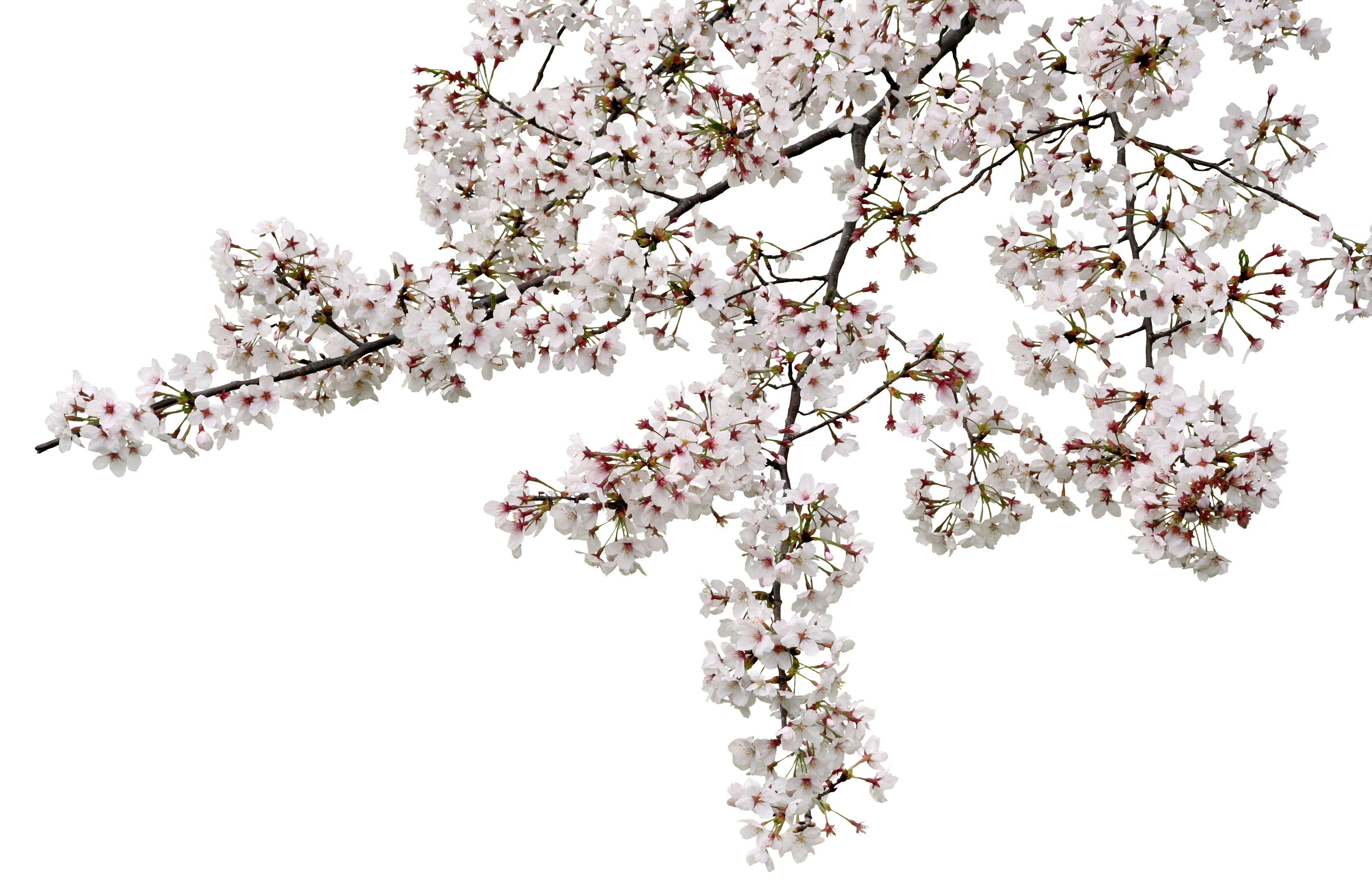 桜の 木 画像詳細 3位