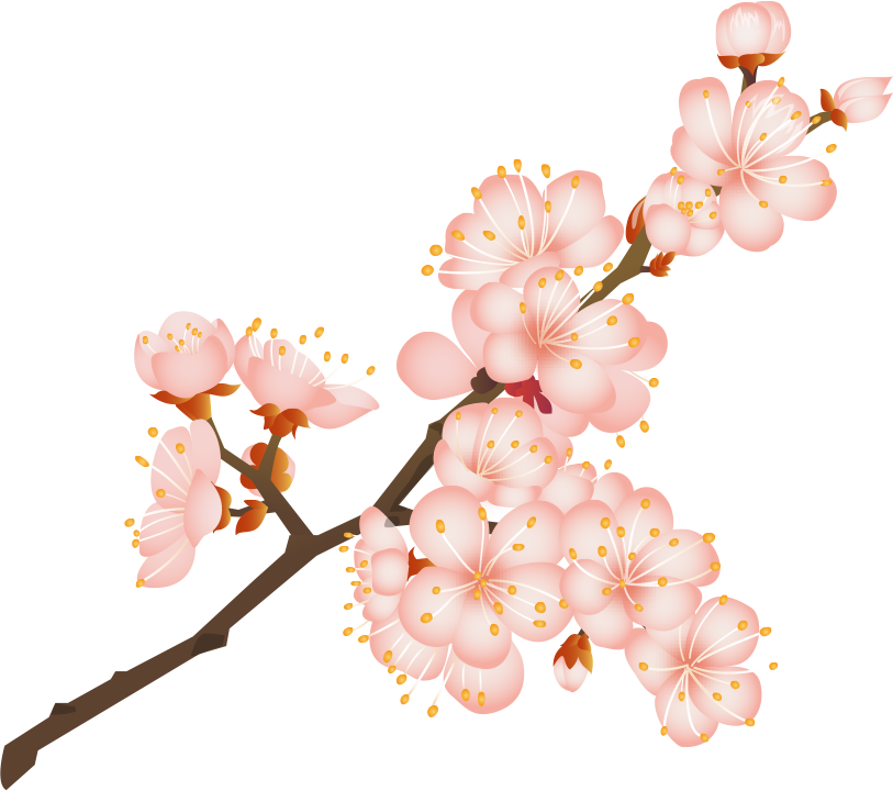 桜の 花 イラスト詳細 8位