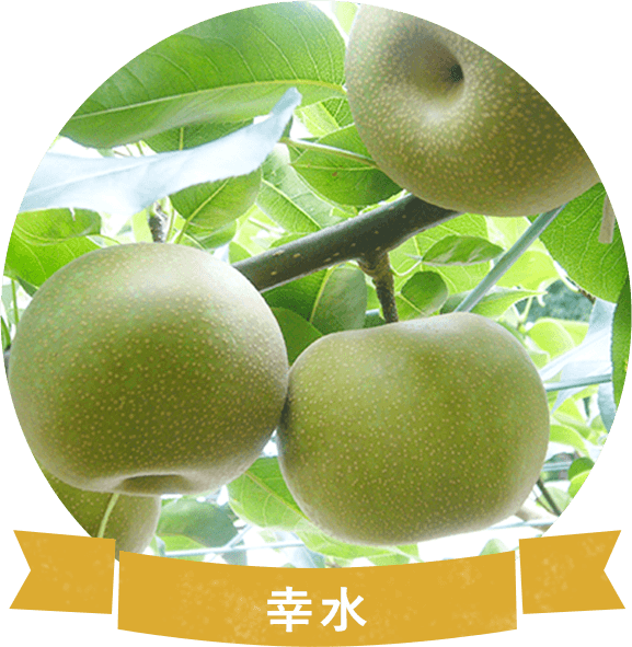 梨 画像詳細 6位