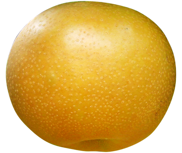 梨 画像詳細 5位