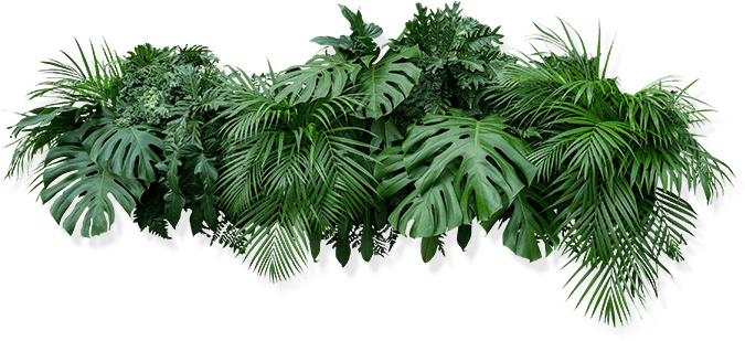 植物 画像 - KibrisPDR