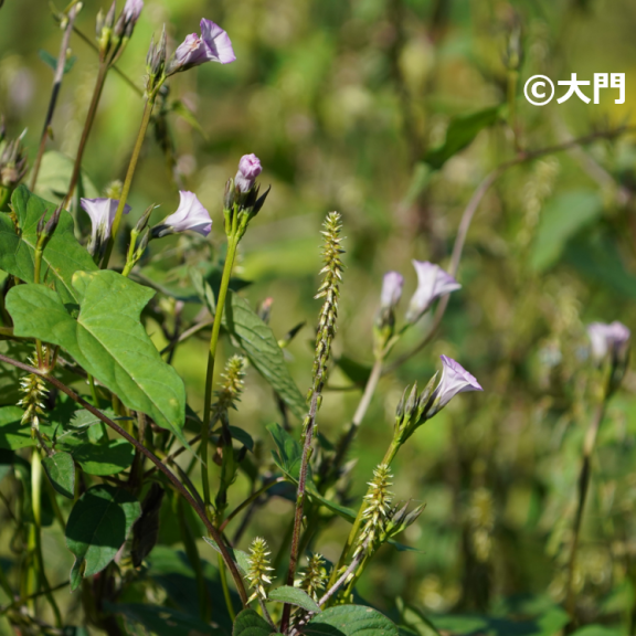 植物 画像詳細 13位