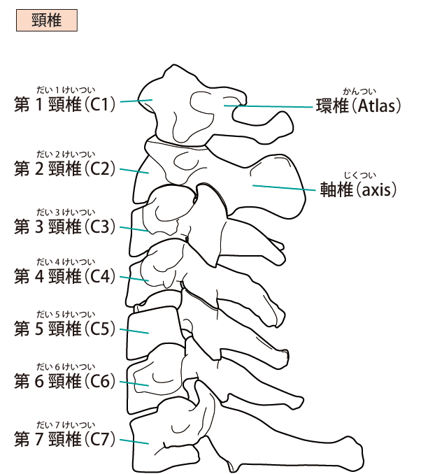 椎骨 イラスト詳細 9位