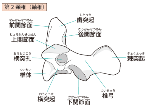 椎骨 イラスト詳細 10位