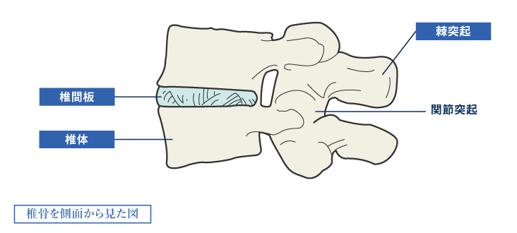 椎骨 イラスト詳細 3位