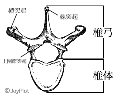 椎骨 イラスト詳細 4位