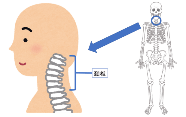 椎骨 イラスト詳細 5位