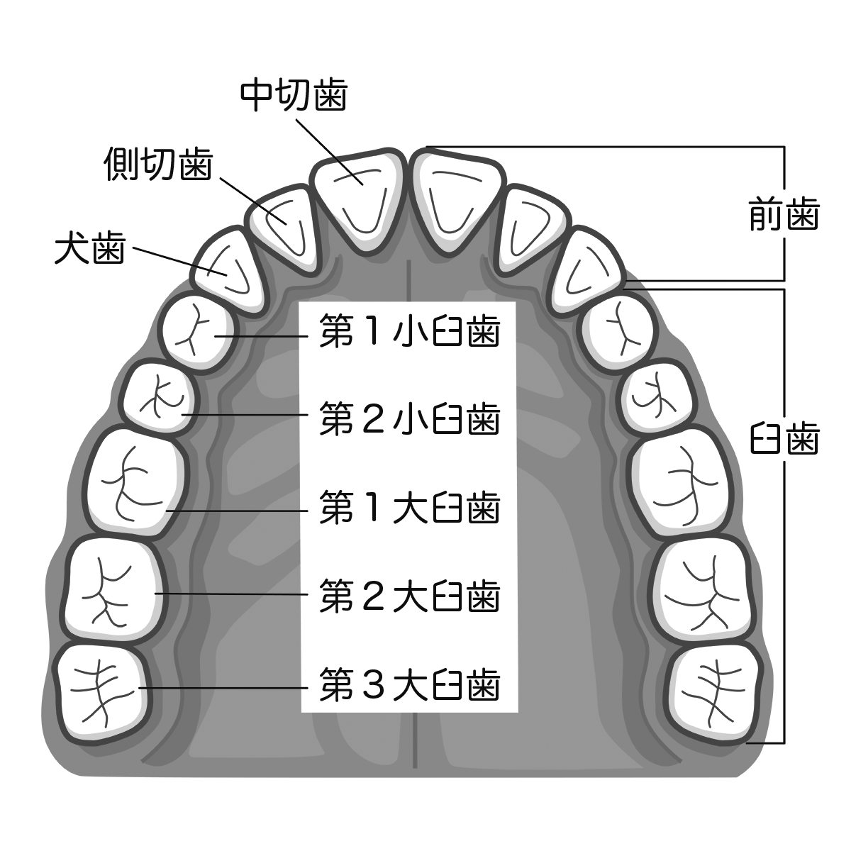 歯 式 イラスト詳細 5位