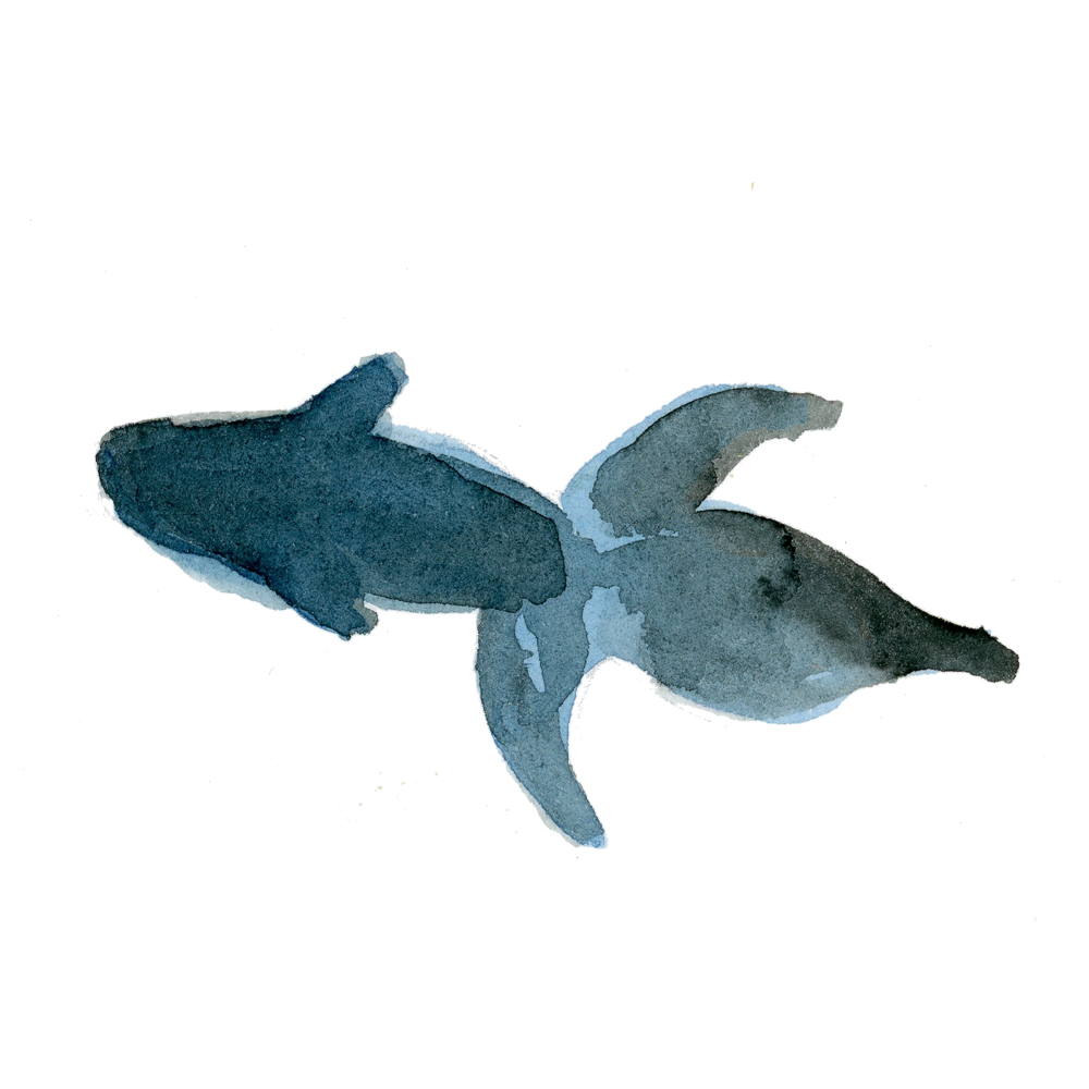水彩 金魚 イラスト詳細 7位