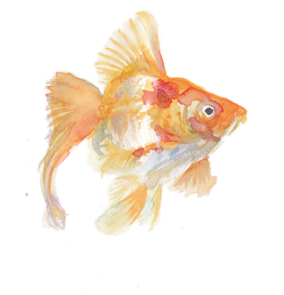 水彩 金魚 イラスト詳細 9位