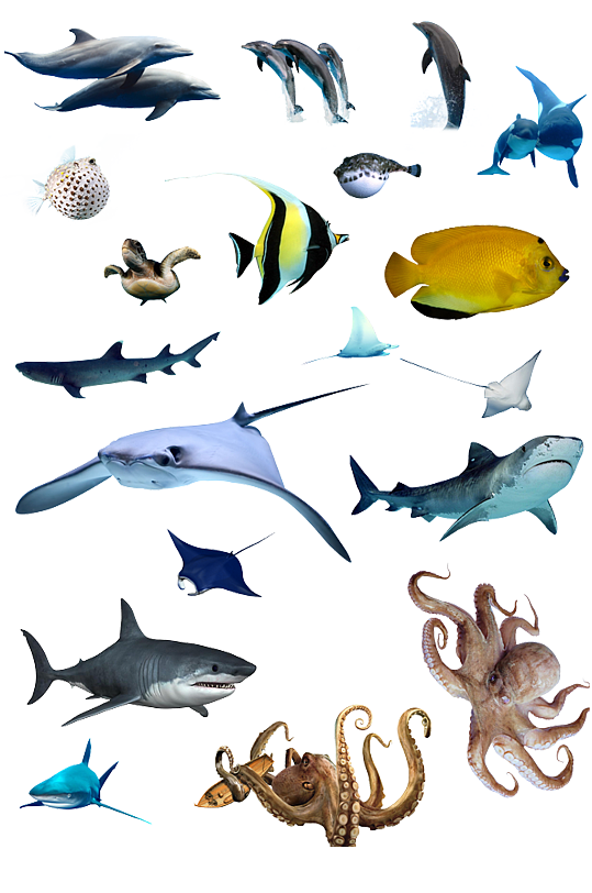 海洋 生物 かわいい - KibrisPDR