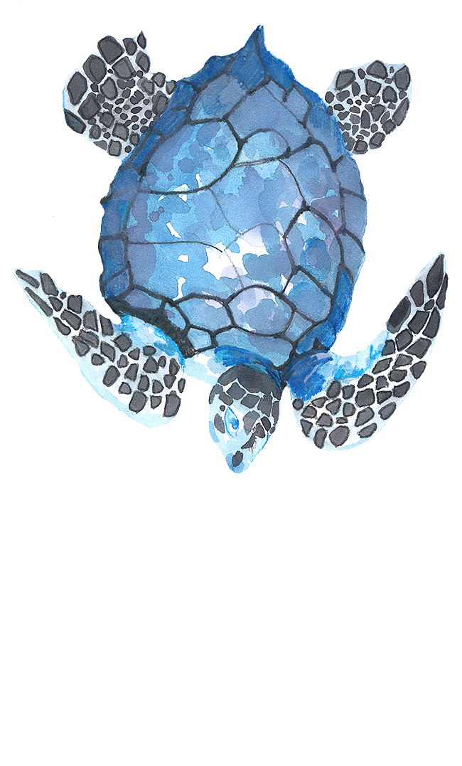 海洋 生物 かわいい詳細 5位