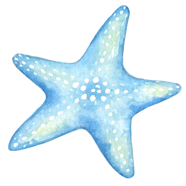 海洋 生物 かわいい詳細 7位