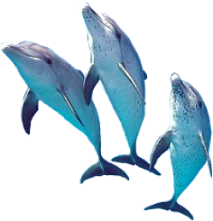 海洋 生物 かわいい詳細 9位