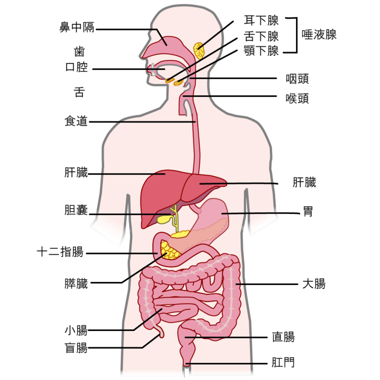 消化 器官 イラスト - KibrisPDR