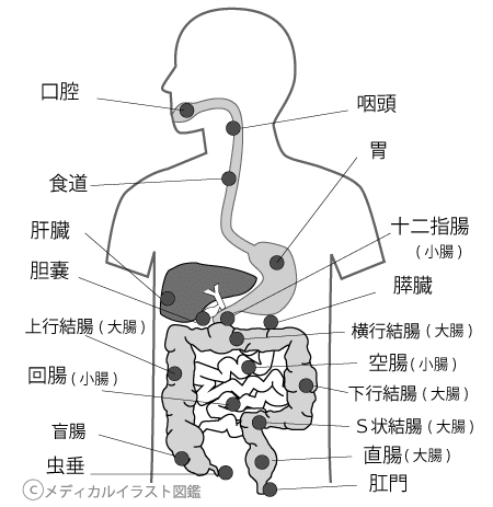 消化 器官 イラスト詳細 2位