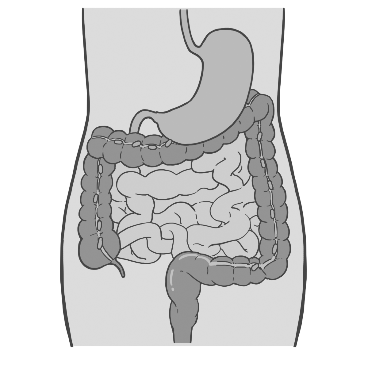 消化 器官 イラスト詳細 5位