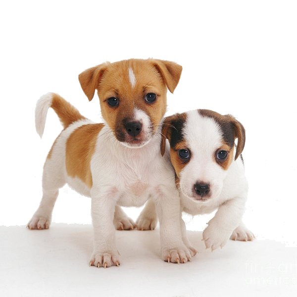 犬 写真 無料 かわいい - KibrisPDR