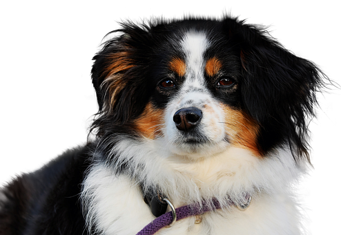 犬 写真 無料 かわいい詳細 2位