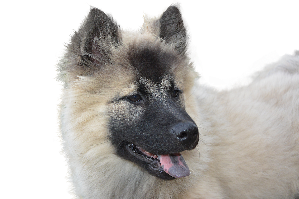 犬 写真 無料 かわいい詳細 3位
