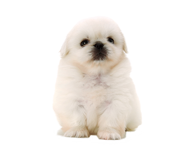 犬 写真 無料 かわいい詳細 4位