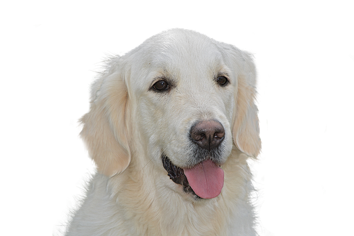 犬 写真 無料 かわいい詳細 5位