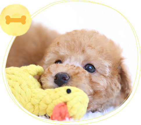 犬 写真 無料 かわいい詳細 6位