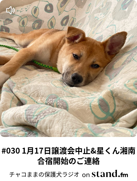 犬 写真 無料 かわいい詳細 7位