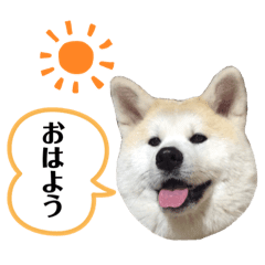 犬 写真 無料 かわいい詳細 8位