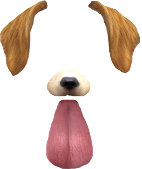 犬 背景詳細 12位