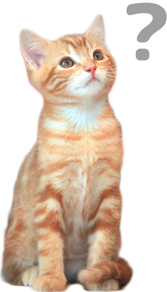 猫 デスクトップ 壁紙詳細 3位
