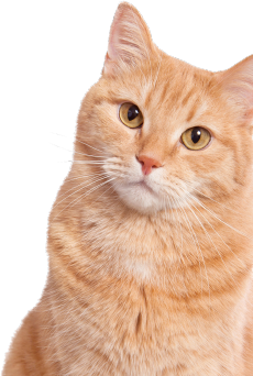 猫 デスクトップ 壁紙詳細 6位