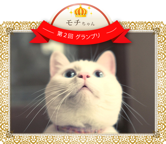 猫 フリー 写真詳細 3位