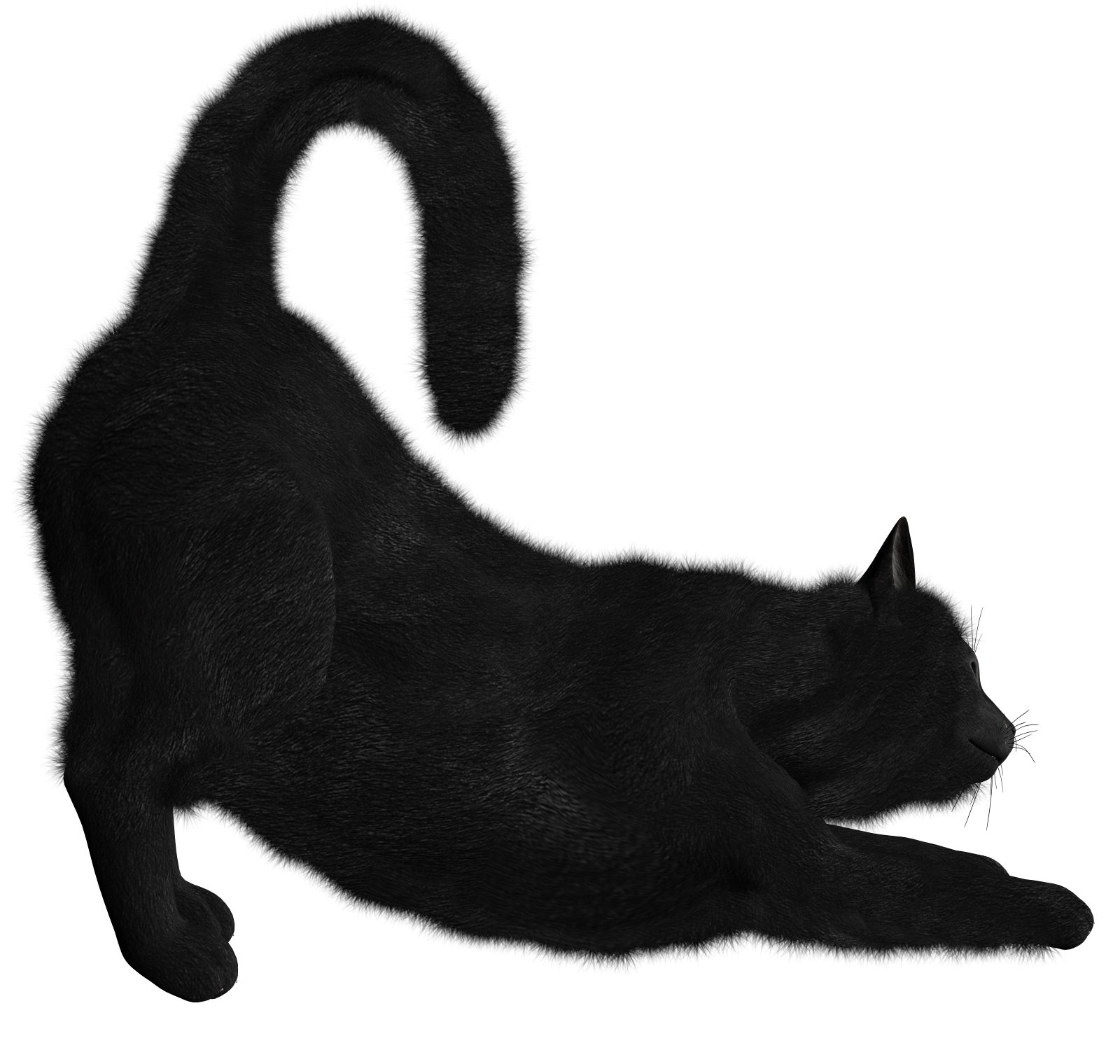 猫 画像 フリー詳細 3位