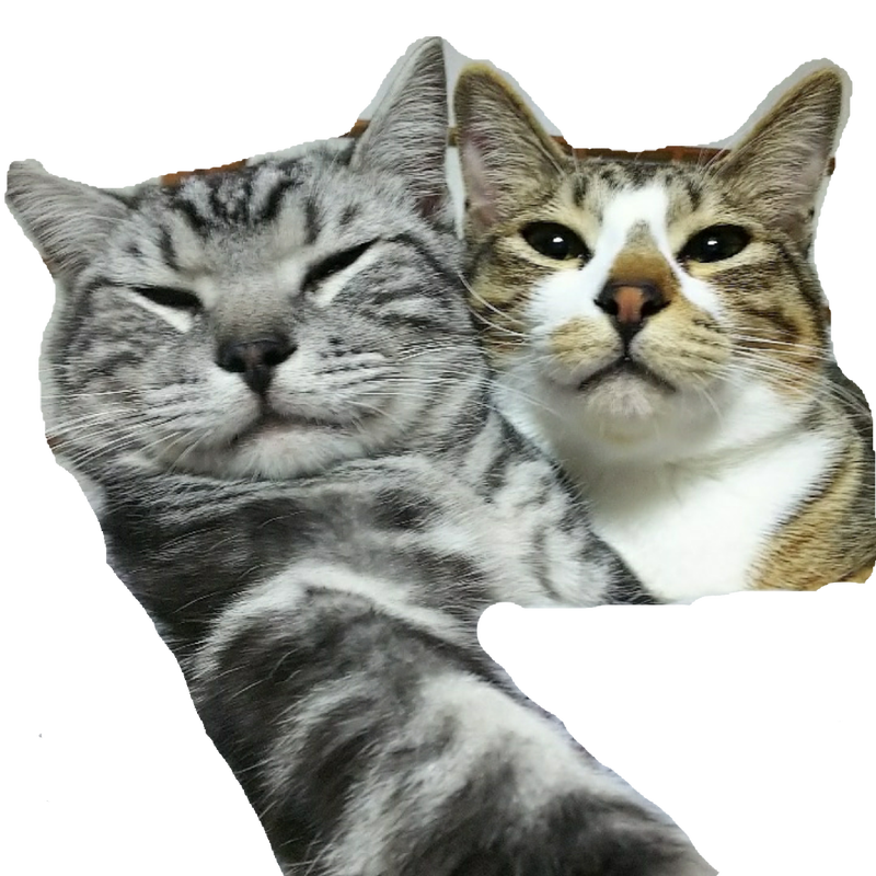 猫 画像 癒し 無料 - KibrisPDR