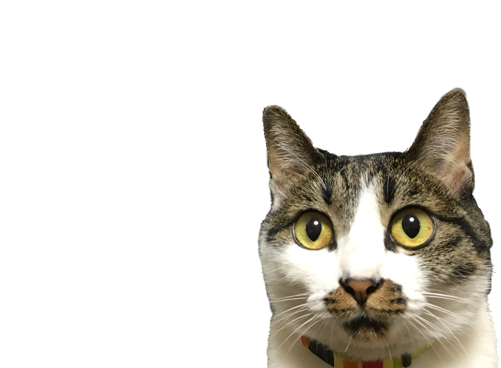 猫 画像 癒し 無料詳細 6位
