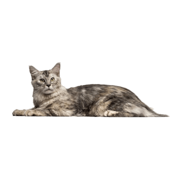 猫 背景詳細 10位