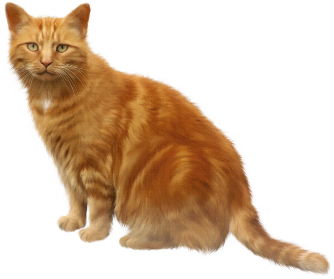 猫 背景詳細 3位