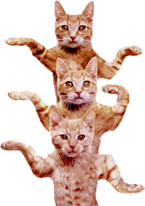 猫 背景詳細 4位