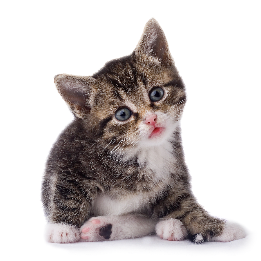 猫 背景詳細 5位