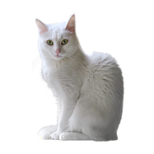 猫 透過詳細 8位