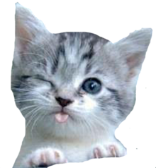 猫 透過詳細 9位