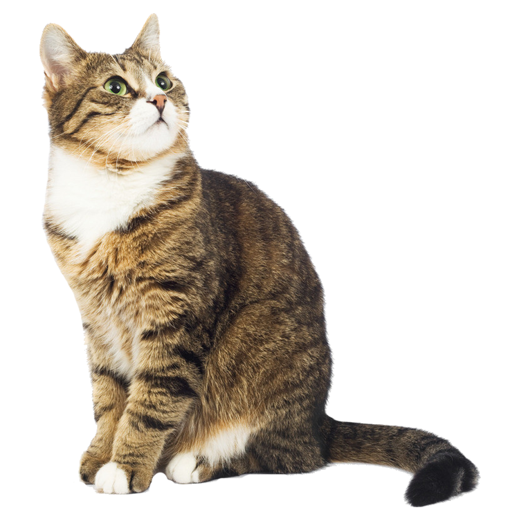 猫 透過詳細 2位