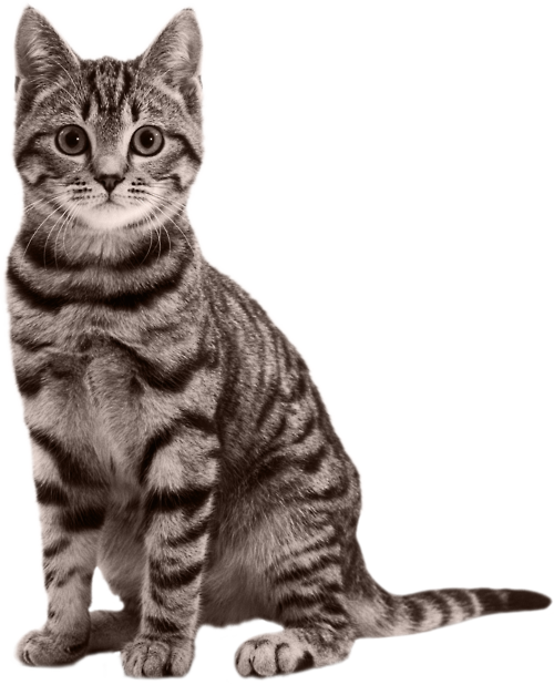 猫 透過詳細 3位