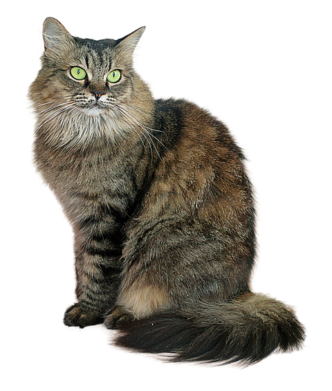 猫 透過詳細 4位