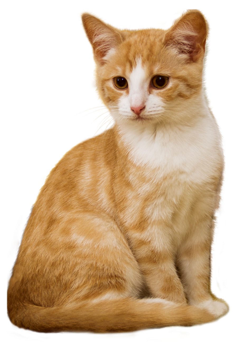 猫 透過詳細 5位