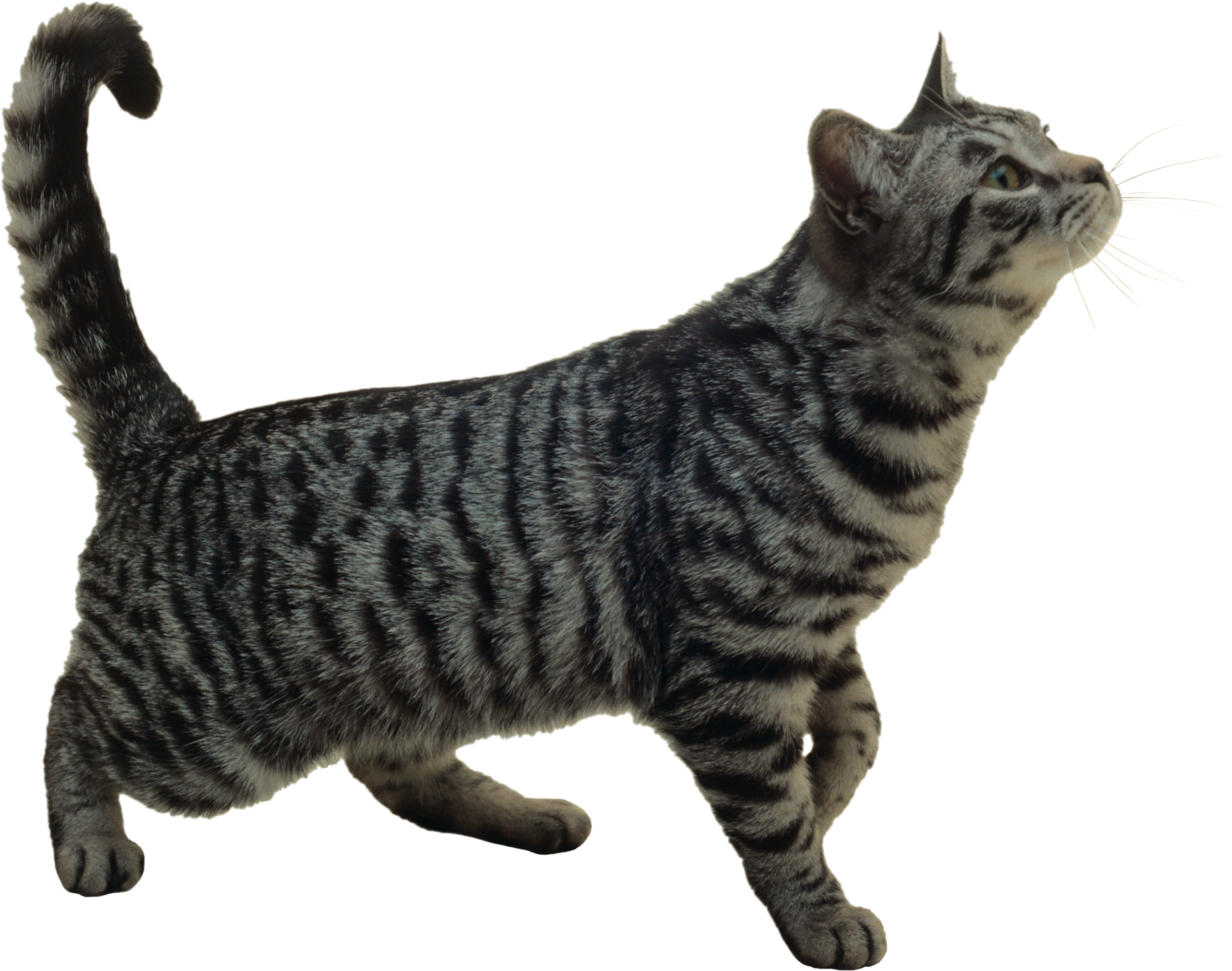 猫 透過詳細 6位